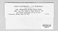 Phyllactinia guttata image